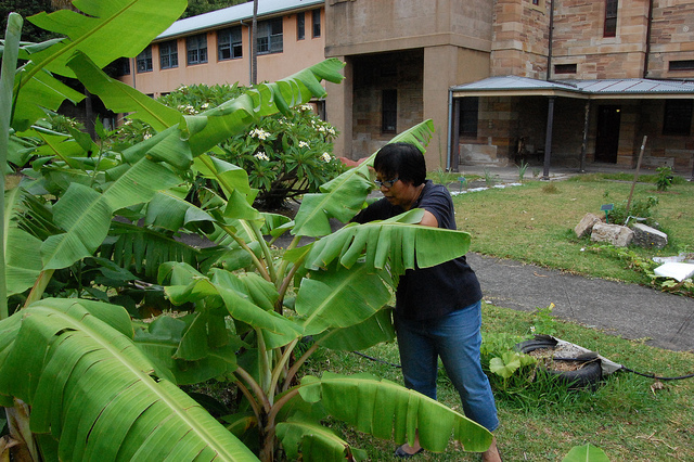 Regular visitor and SCA cafeteria boss Betty tends to the banana trees.